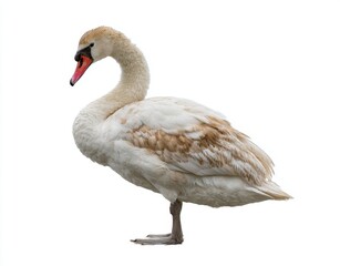 Fototapeta premium In a stunning display of natural beauty, a majestic swan stands proudly, highlighting its sleek contours and the gentle balance of its surroundings