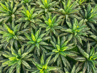 Top-down aerial close-up of palm oil plantation in São Tomé, highlighting dense symmetrical fronds and vibrant green patterns.
