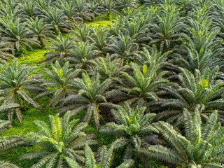 Top-down aerial close-up of palm oil plantation in São Tomé, highlighting dense symmetrical...