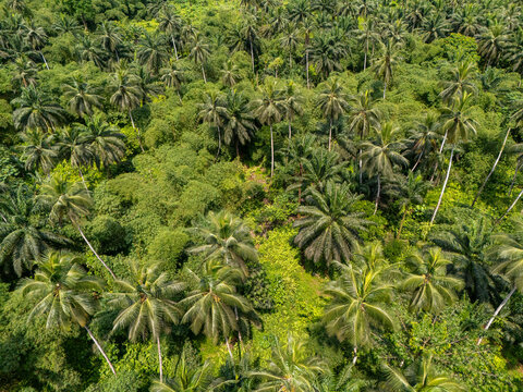 Fototapeta Aerial view of dense tropical palm forest in São Tomé with layered greenery and lush jungle vegetation.   