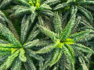 Top-down aerial close-up of palm oil plantation in São Tomé, highlighting dense symmetrical fronds and vibrant green patterns.

