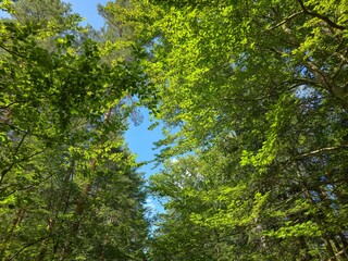 Green forest canopy with sunlight and blue sky