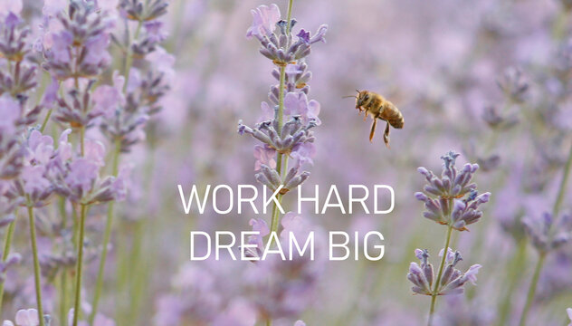 Work hard, dream big - Motivational quote is shown using the text