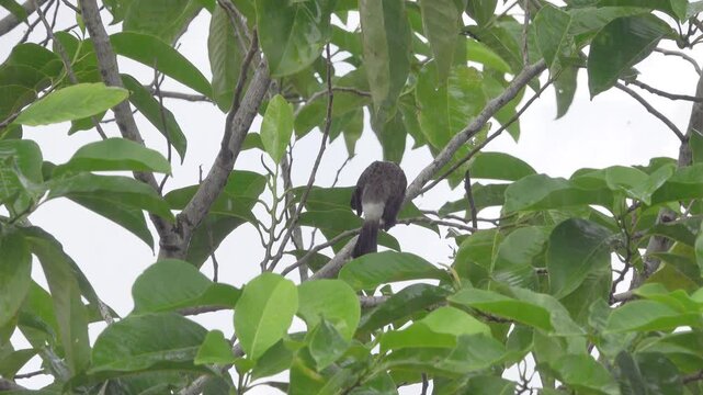 yellow-vented Bulbul (Pycnonotus) in Indonesia. Winter. Tropical downpour