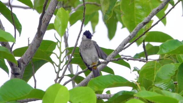 yellow-vented Bulbul (Pycnonotus) in Indonesia. Winter