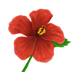 Bright Red Hibiscus Flower Illustration