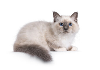 Handsome Sacred Birman cat kitten, laying down side ways. Looking towards camera with breed typical blue eyes. Isolated on a white background.