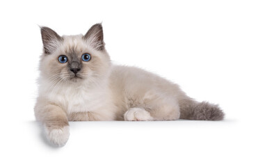 Handsome Sacred Birman cat kitten, laying down side ways on edge. Looking towards camera with breed...