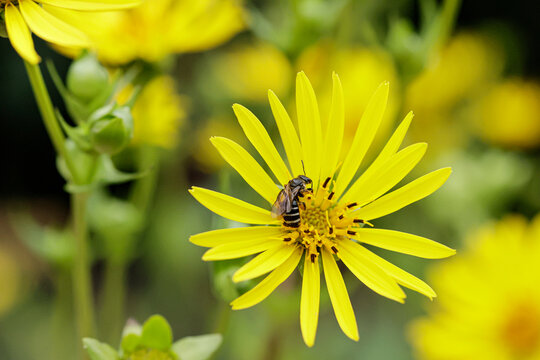 Yellow flowers silphium perfoliatum and a honey bee collecting nectar in the garden