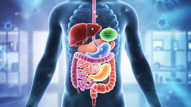 Detailed Colorful 3D Animation of Human Digestive System with Translucent Body Model Highlighting Internal Anatomy in Modern Medical Setting Perfect for Health and Education