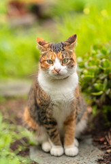 domestic tricolored cat with green eyes in a garden