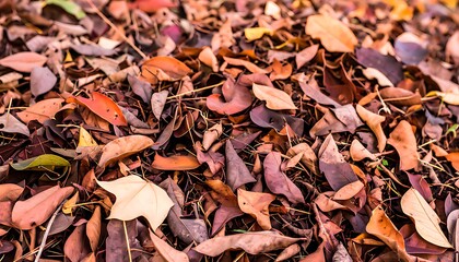 A close-up view of fallen autumn leaves.