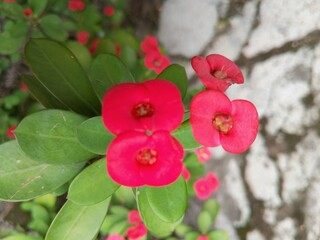 red rose flower