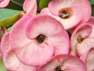 bee on pink flower
