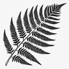 Detailed black and white illustration of a delicate fern frond with intricate leaf patterns on a white background