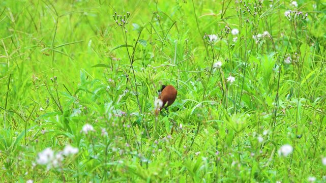 Chestnut mannikin (Lonchura malacca, Lonchura atricapilla) birds feed on cereal plants. North Sulawesi. Indonesia