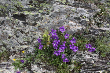 wild flowers on the rocks