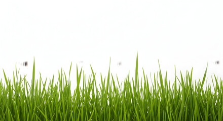 Fototapeta premium Fresh green grass blades forming a natural border on white background for spring, garden and nature concept