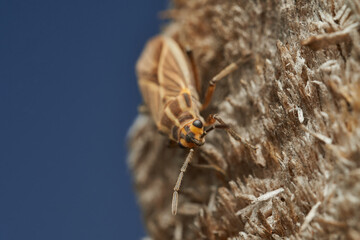 Brown bug with orange details resting