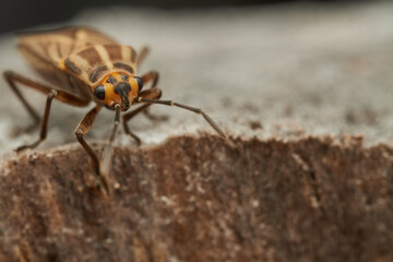 Brown bug with orange details resting