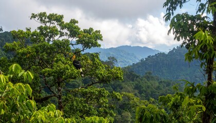 Hornbill perched on a branch afar view