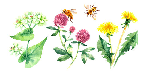 Hand drawn watercolor clover, dandelion, buckwheat flowers and bees. Painted herbs botanical isolated illustration set