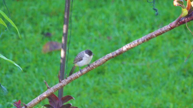 yellow-vented Bulbul (Pycnonotus) in Indonesia. Winter