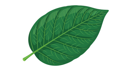 Obraz premium Realistic vector illustration of a vibrant green tropical leaf isolated on a white background. Detailed botanical art showing the natural plant vein structure.