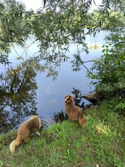 Two joyful dogs are enjoying nature by the peaceful waters edge together under the sun