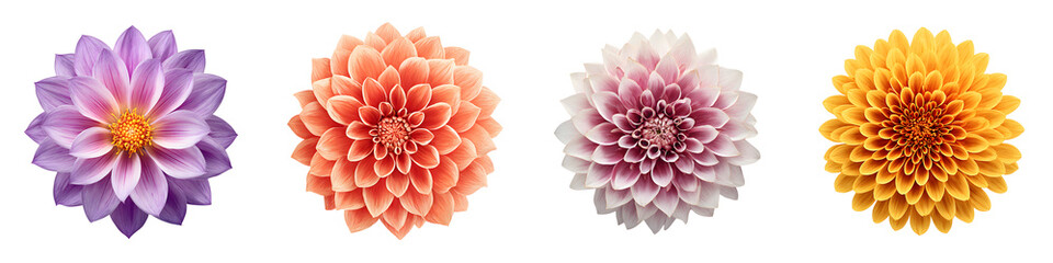 Fototapeta premium Colorful Dahlia Flower Set: Isolated Bloom Vector Illustrations