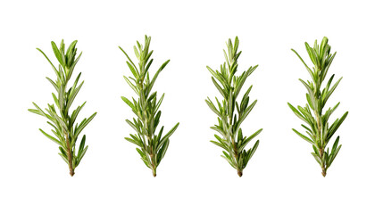 Fototapeta premium A detailed collection of fresh green rosemary plant stems and sprigs isolated set against a clean background for culinary herbal or botanical concepts and compositions.