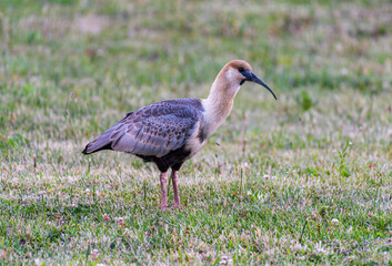 Black-faced ibis in a meadow, Patagonia, Argentina