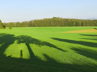 A Beautiful Lush Green Field Surrounded by Gentle Shadows from Tall Trees Nearby