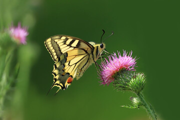 Old World swallowtail, Papilio machaon, beautiful butterfly on flower