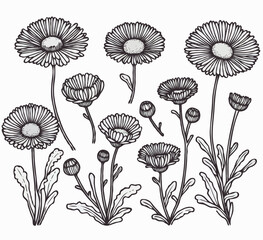 Chamomile Plants illustration, Daisy herbs Set. Line art Meadow flowers and Buds Drawing Outline Calendula stems, Aster leaves. Elegant Floral elements Hand Drawn Botanical. 
