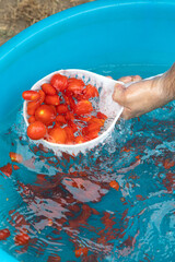 From Tomato to Sauce Bottle The Italian Production Process
