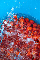 From Tomato to Sauce Bottle The Italian Production Process