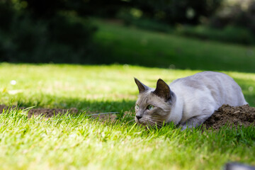 Young Siamese cat walking freely in bright green grass, enjoying summer outdoors in a park, exploring nature, playful and curious feline in natural sunlight.