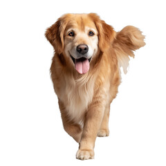 Golden retriever dog breed profile and care guide information on transparent background
