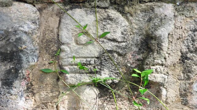 Tzompantli, Platform of the Skulls in Chichen itza, Yucatan, Mexico 