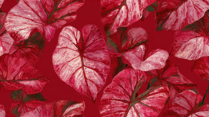 Caladium leaves with bold red and pink tones on a deep red background creating a dramatic tropical foliage pattern
