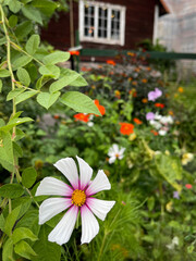 Blooming flowers in a country garden on a summer day