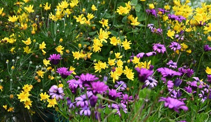 colorful spring flowers