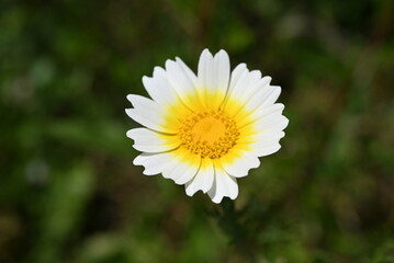 Fototapeta premium white daisy flower