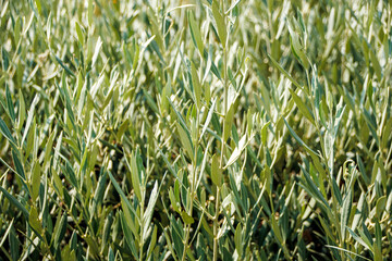 Obraz premium field of green leaves in the wind