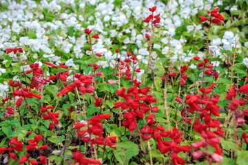 field of red flowers and white flowers in the background in the garden