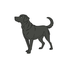 A doge vector design