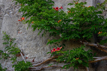 Trumpet vine with bright orange-red blossoms climbing the ancient stone wall of Burghausen Castle,...
