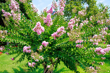 pink flowers of tree in the garden