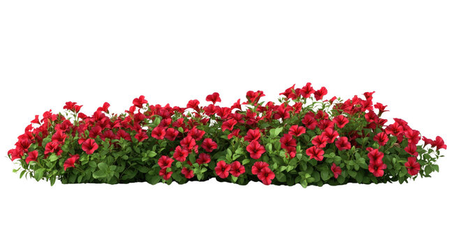 Beautiful surfina petunia red flower bloom isolated on white background

